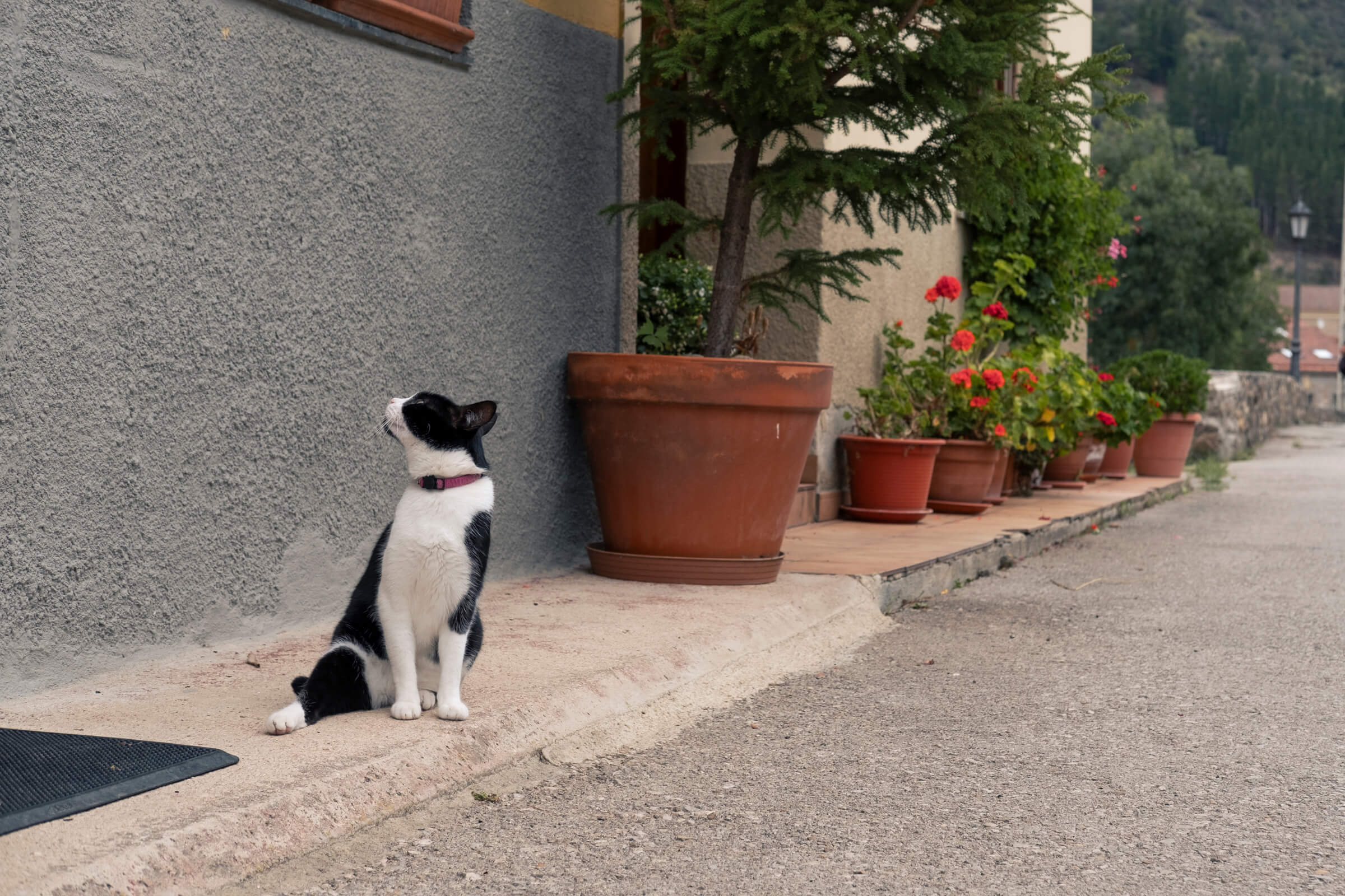 Gatete en posición de descanso. Gatete descansando en la acera