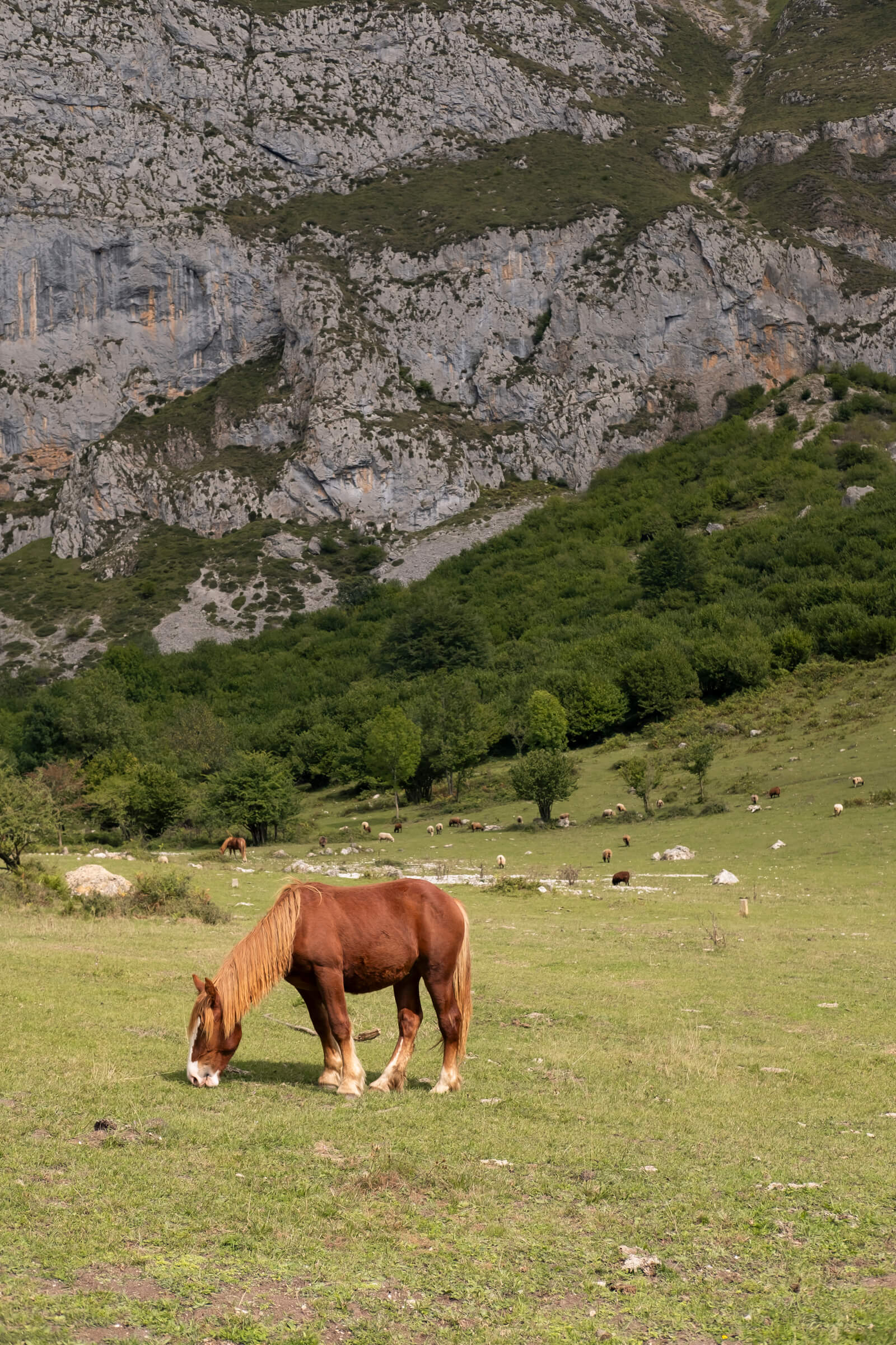 Valle de Liébana. Foto vertical con la montaña enorme de fondo y, en primer plano, un caballo bellísimo comiendo hierba