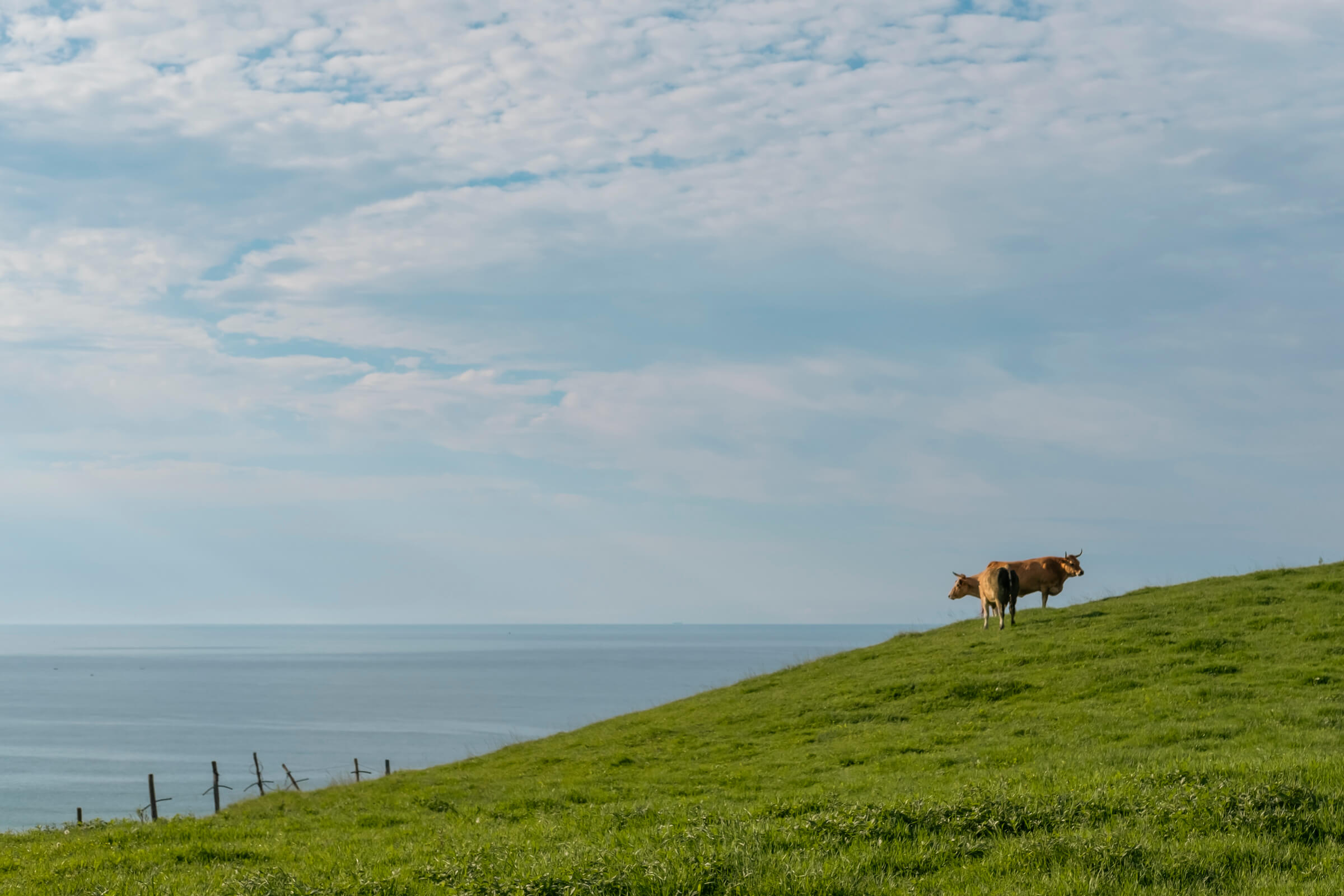 Dos direcciones. Dos vacas en un prado, con el cielo y el mar azul de fondo, una mirando hacia un lado y la otra hacia el otro