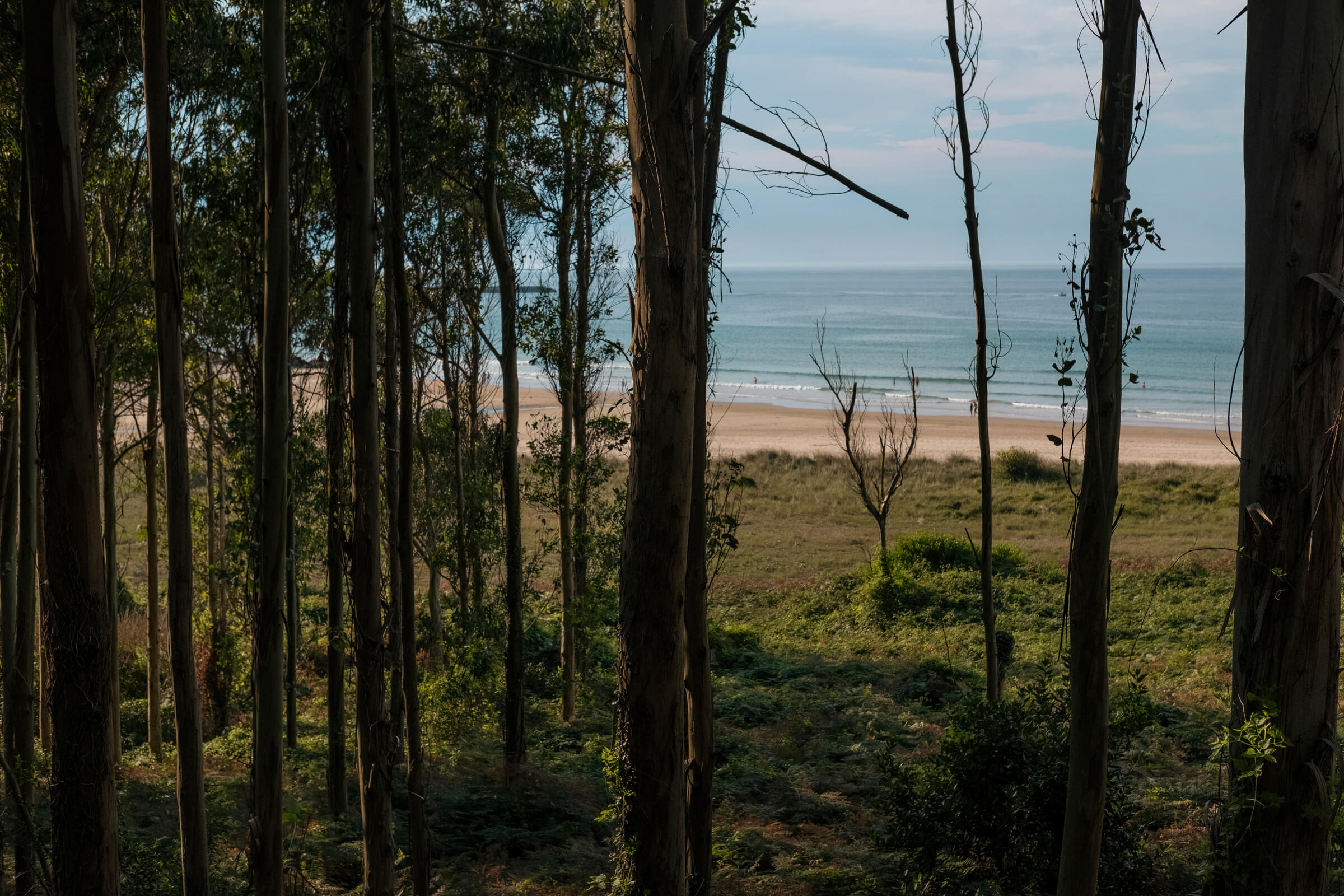 El mar a través de los eucaliptos. Un bosque de eucaliptos permite ver el mar al fondo, a través de los árboles