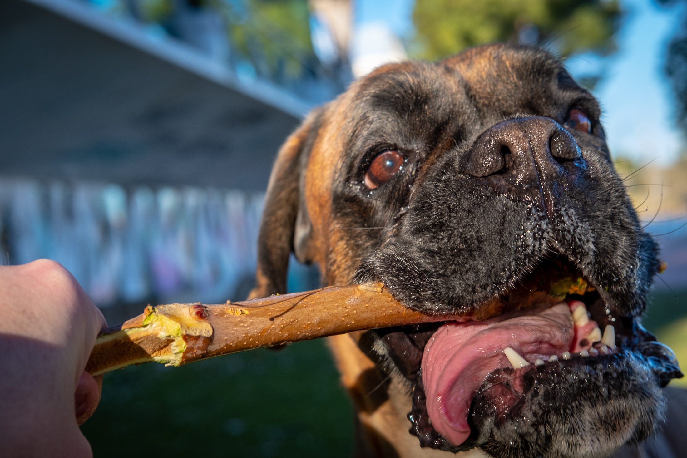 Primer plano de Django jugando a morder un palo en la ribera del río