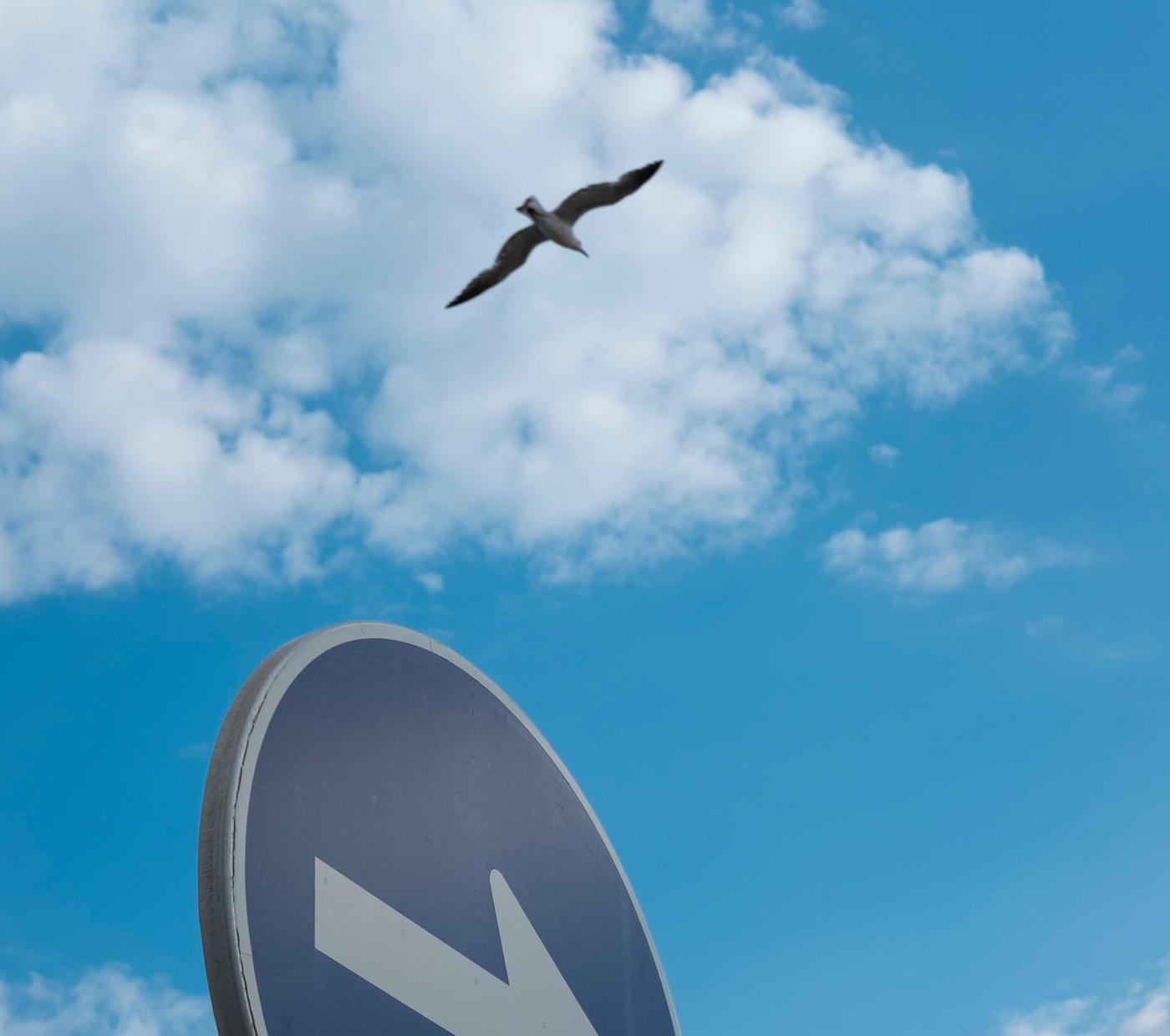 Gaviota volando sobre un cielo despejado y una señal de tráfico indicando su dirección.