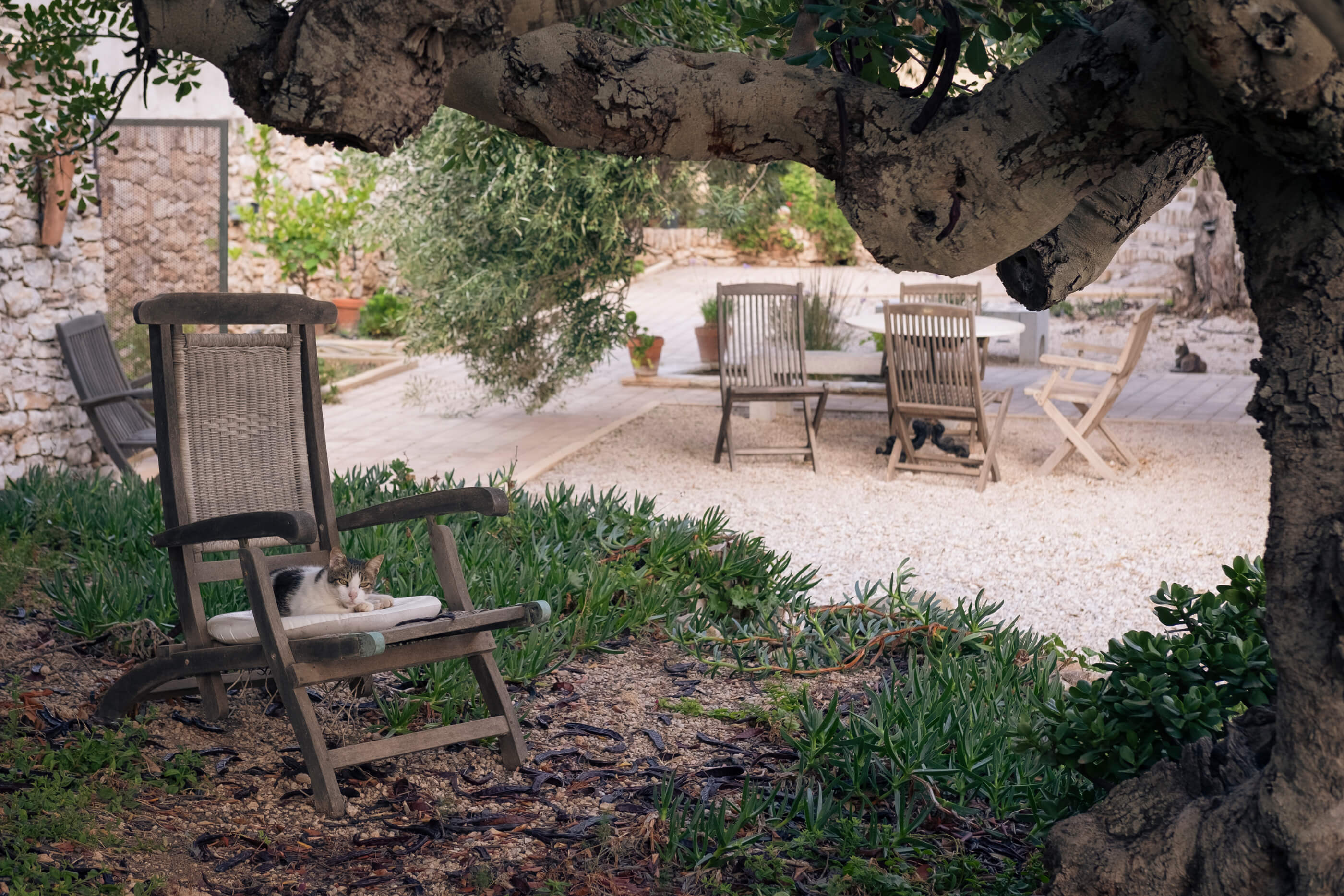 Gatete aprovechando el fresco de la mañana. Un gato descansando plácidamente tumbado en una butaca bajo la sombra de un árbol