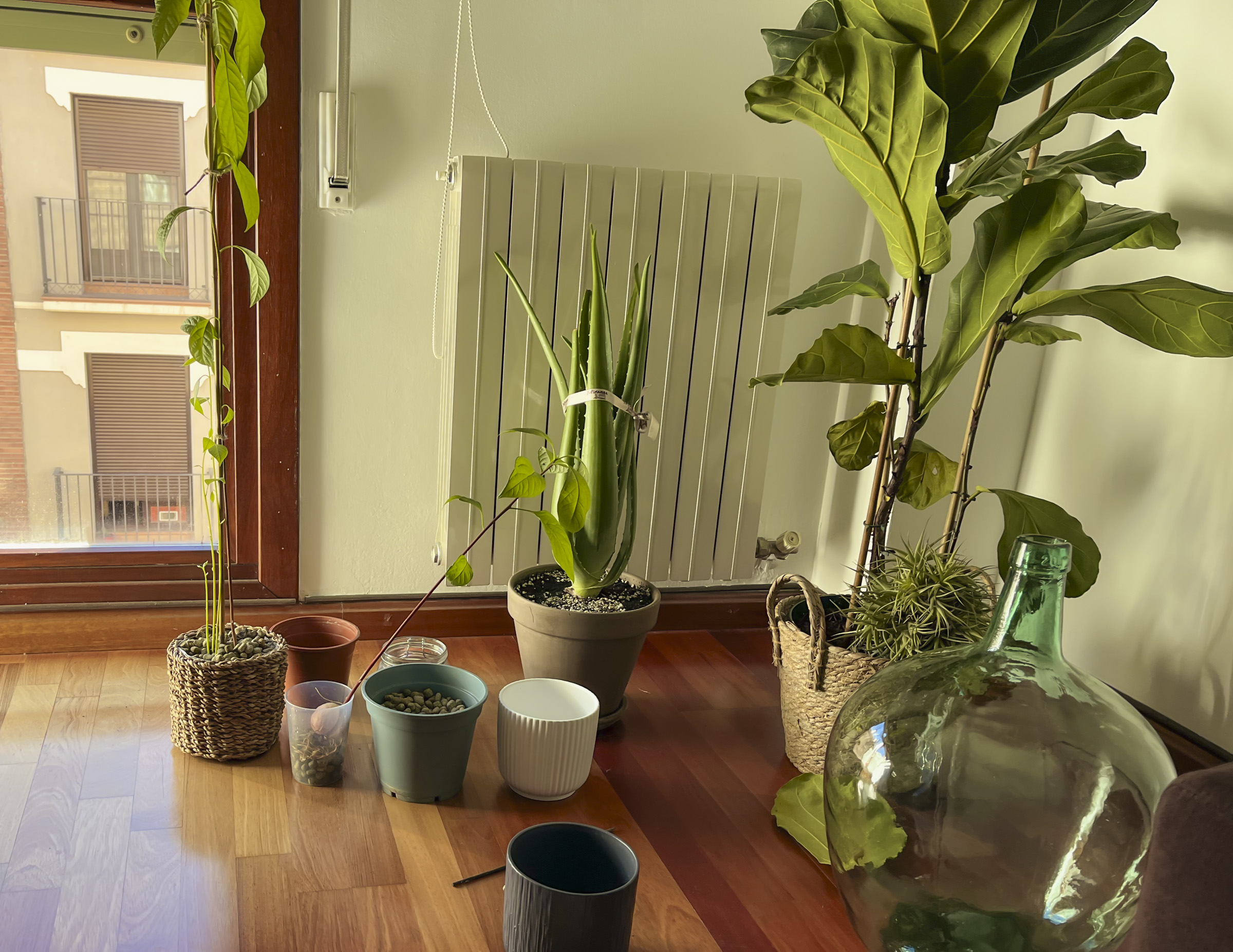 Algunas plantas en el suelo, de varios tamaños, en una esquina al lado de la ventana, preparadas para recibir sus cuidados