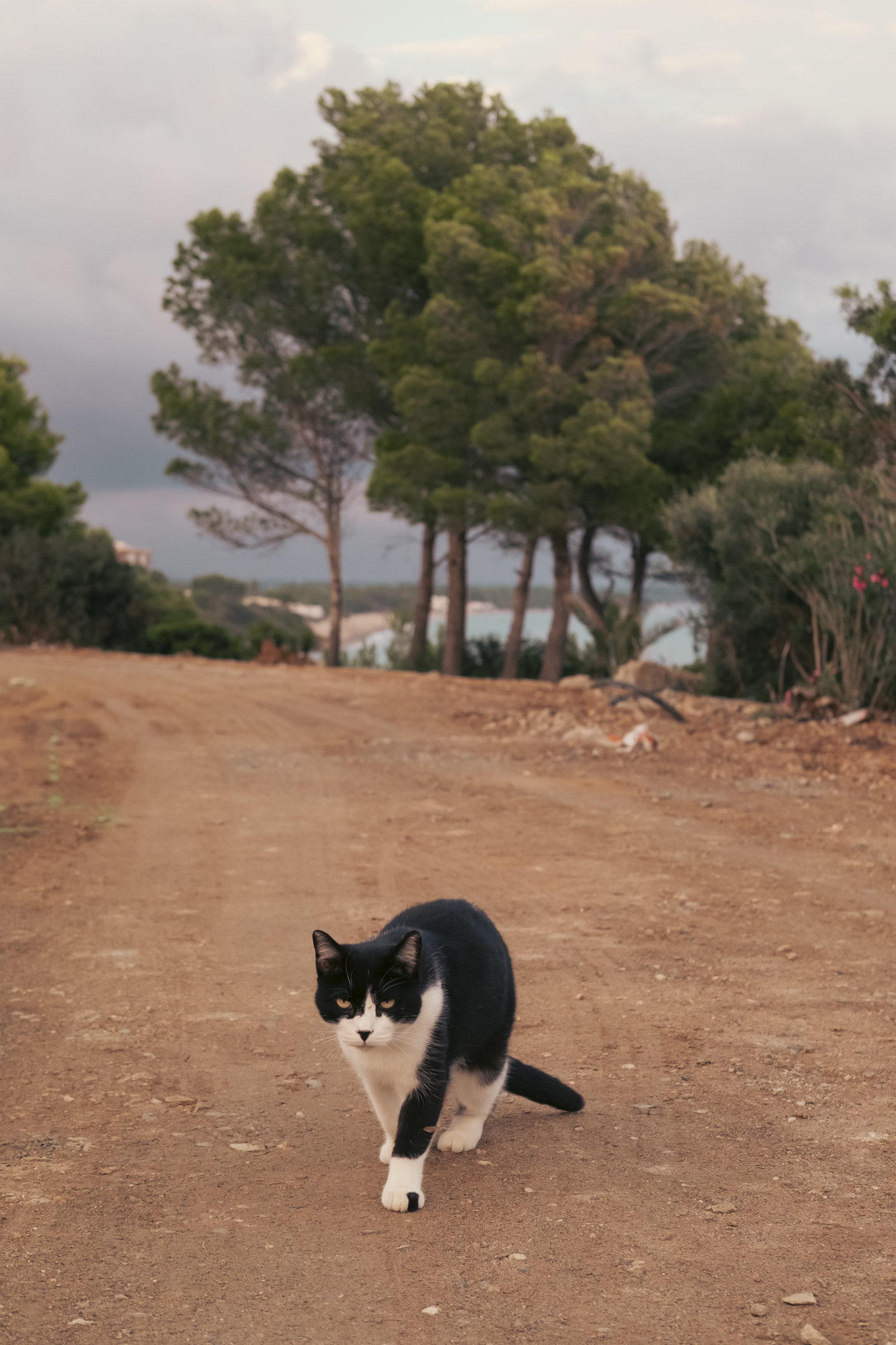 Gato caminando. Gato caminando hacia la cámara por un camino con árboles de fondo
