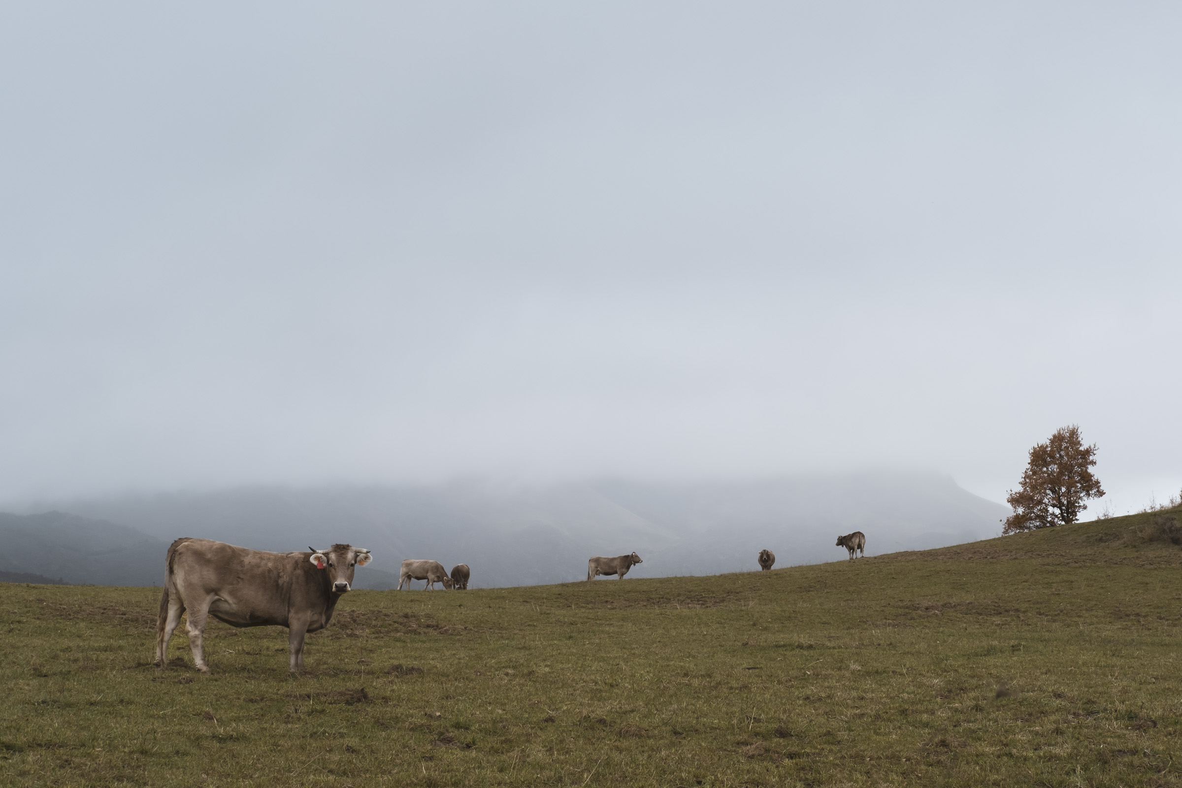 Vacas pastando en el valle de Benasque, cerca de Laspaúles. Vacas pastando con las montañas y la niebla de fondo, una de ellas, en primer plano, mirando fijamente a la cámara