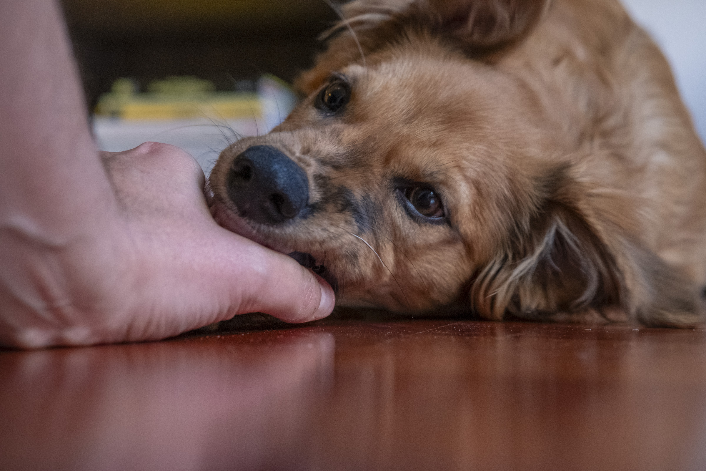 Jugando con Tosa. Jugando con Tosa y un mordedor, foto encuadrada desde el suelo con el mordedor apoyado y ella tratando de llevárselo