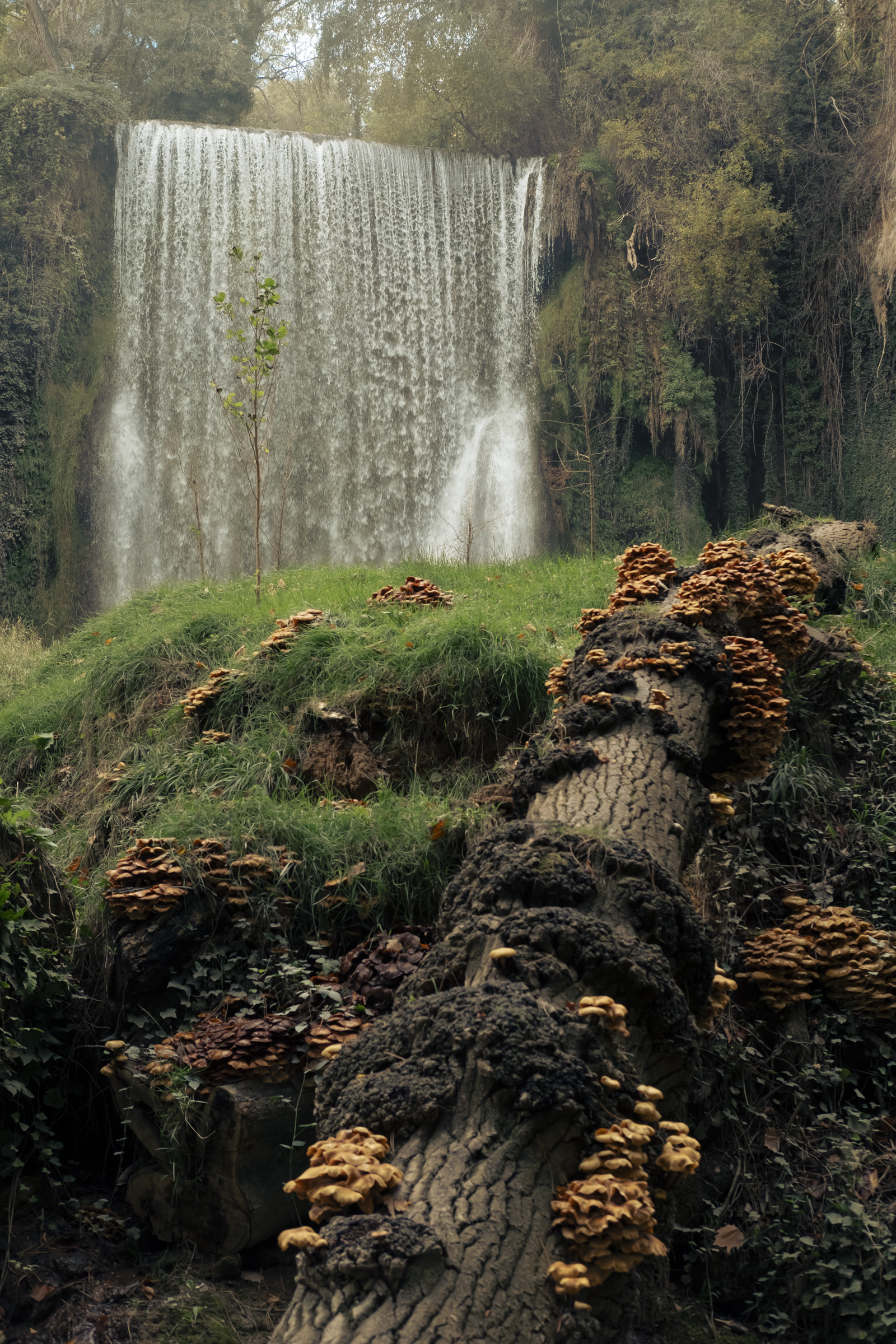 Fondo de pantalla para el móvil. Tomada en el Monasterio de Piedra. Una cascada al fondo y, en primer plano, un tronco lleno de musgo y setas en una escena bucólica