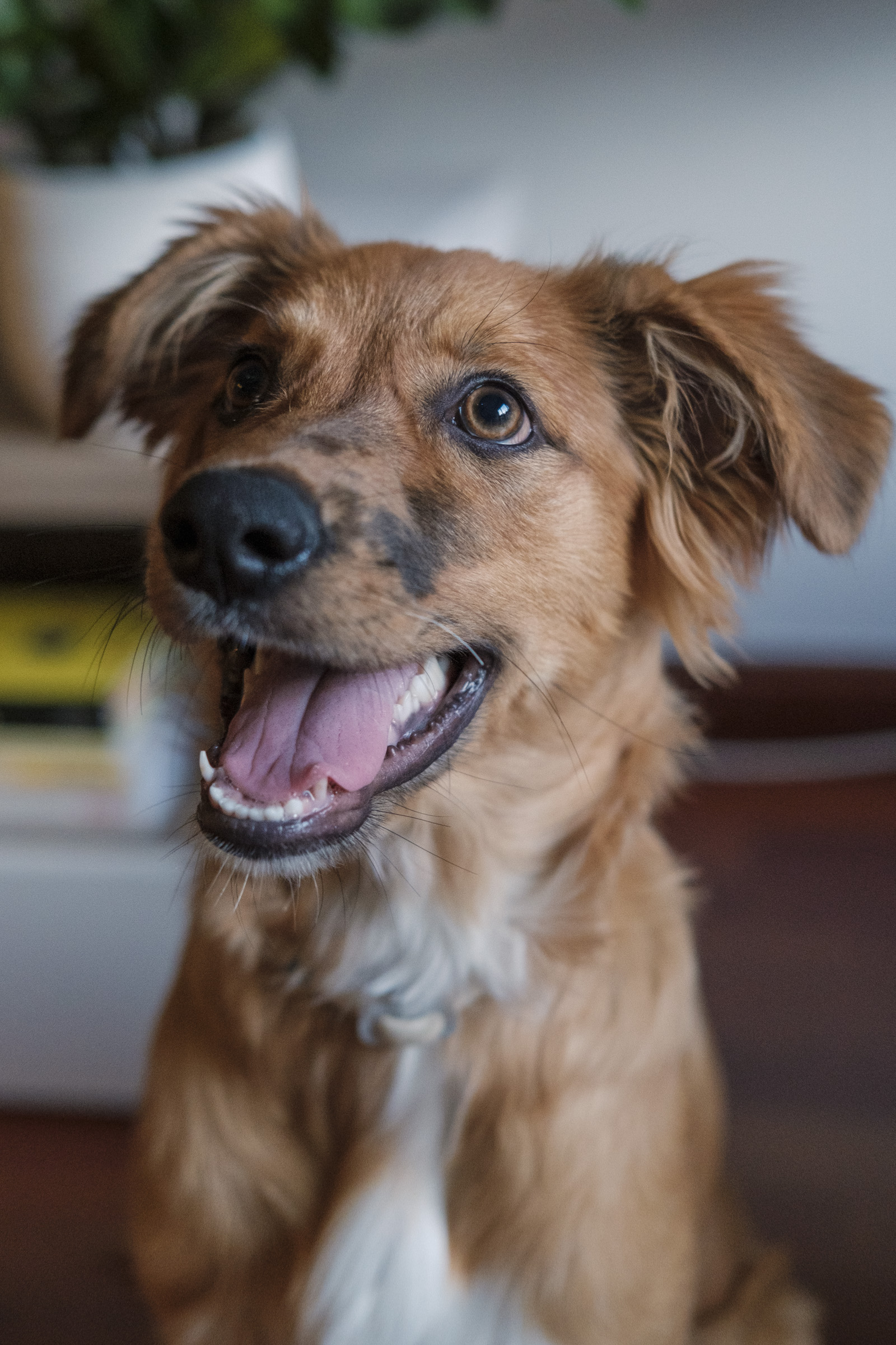 Tosa la bella. Retrato de una perrita con su cara en primer plano y la boca abierta