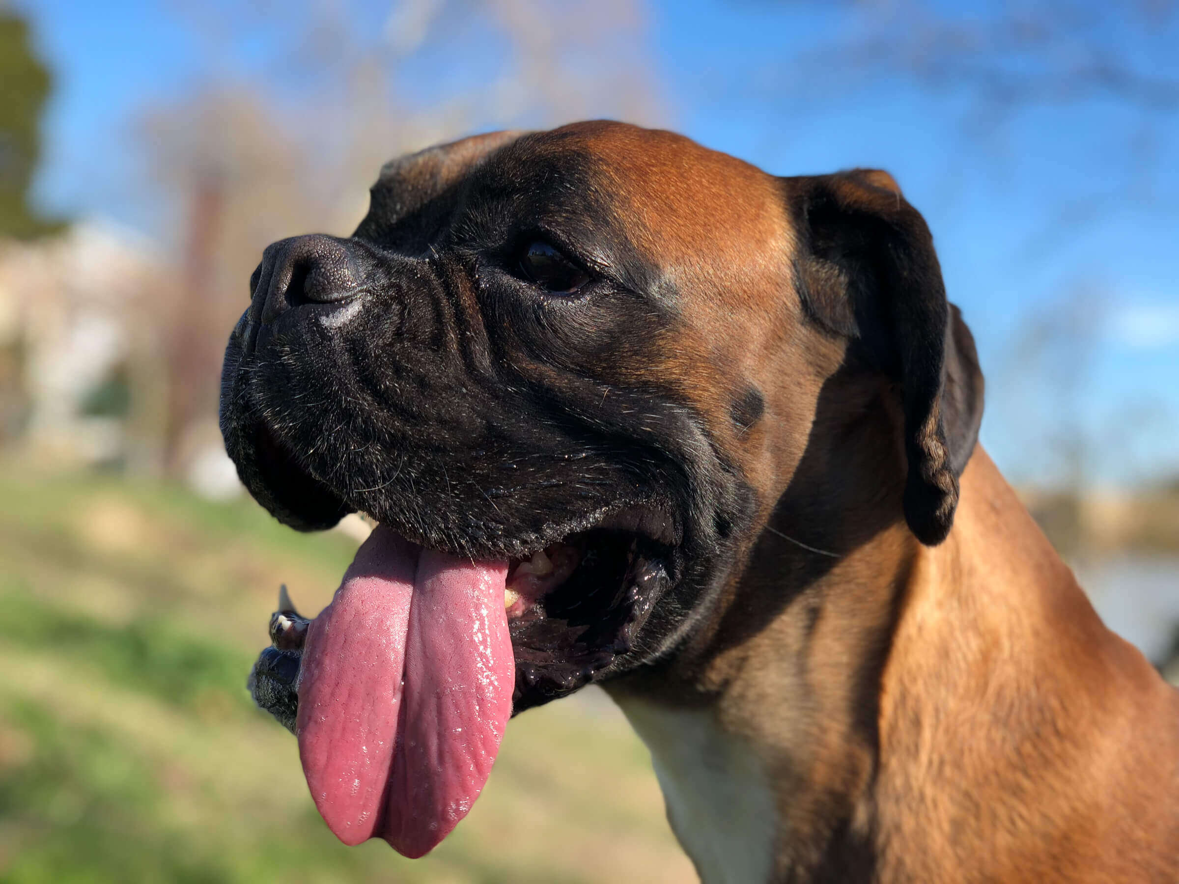 Django en el parque con la lengua fuera