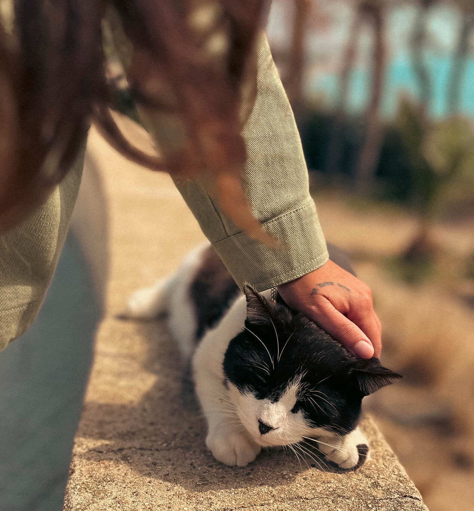 Montaje de dos fotos de un gato: en una se ve a Laura acariciándole y en la otra está él solo tomando el sol