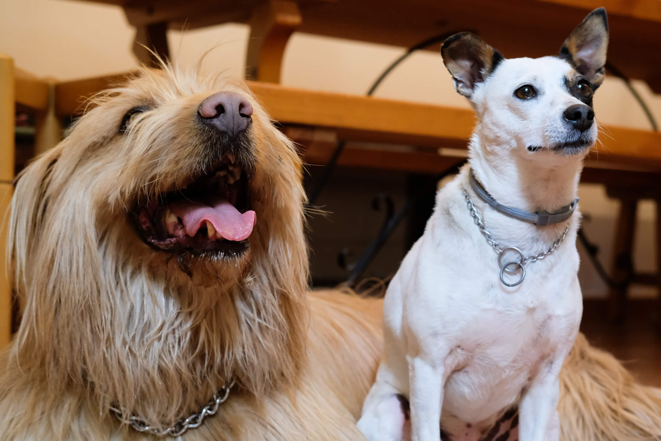 Dos perros, uno grande y otro más pequeño, observando con toda la atención